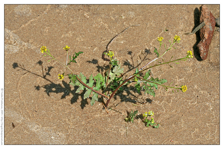 Image of Rorippa palustris specimen.