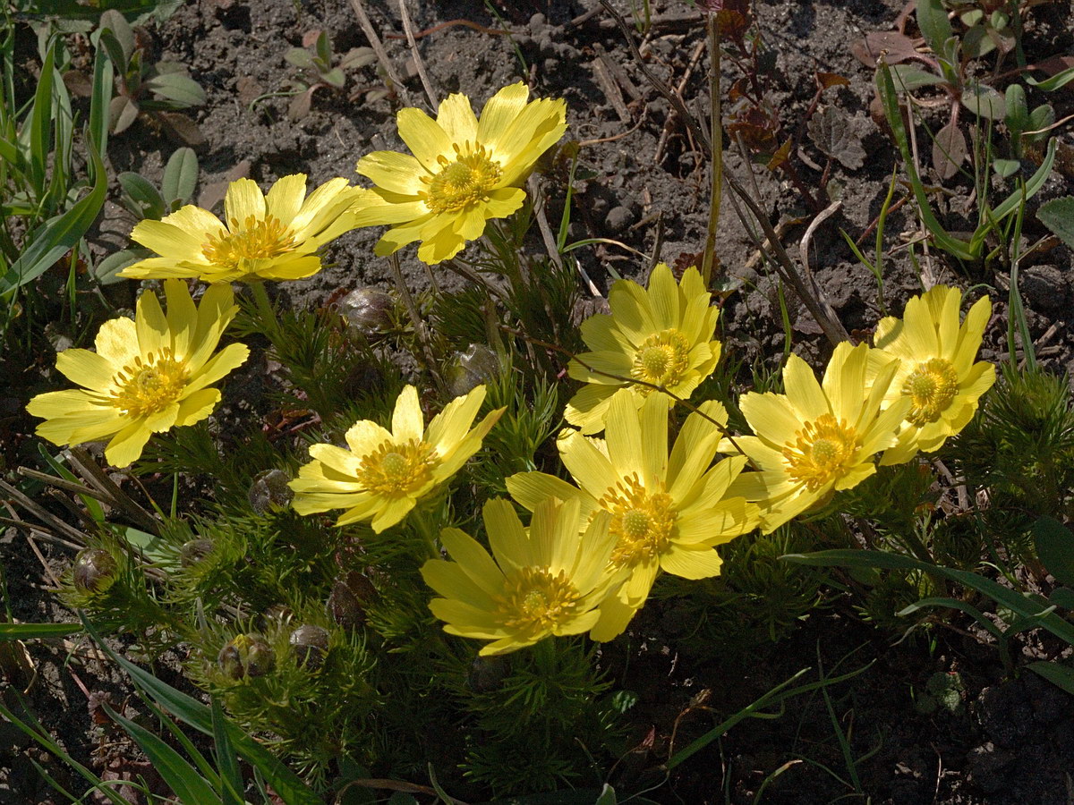 Image of Adonis vernalis specimen.