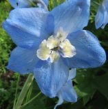 Delphinium &times; phoeniceum