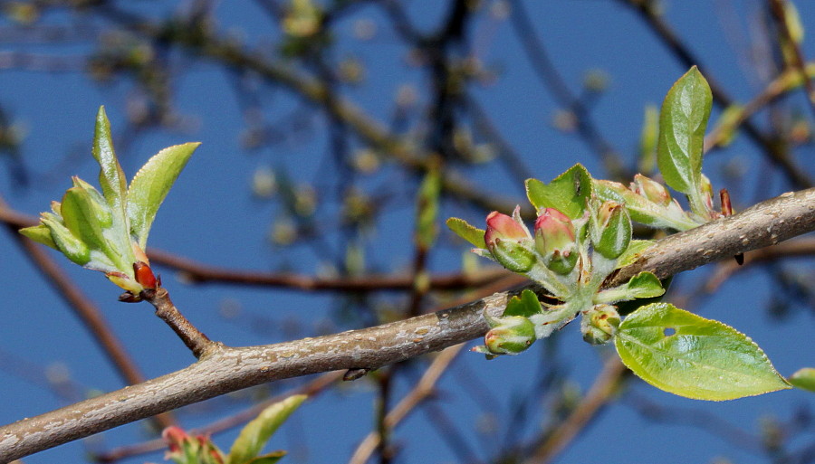 Изображение особи Malus sylvestris.