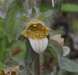 Digitalis lanata