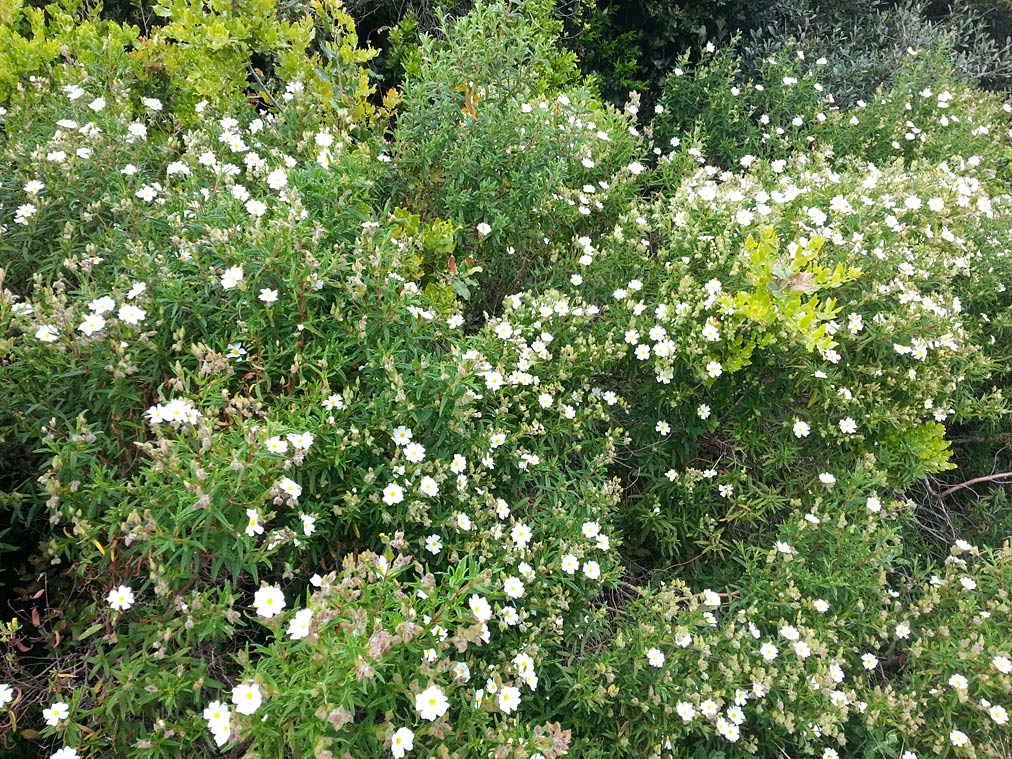 Image of Cistus monspeliensis specimen.