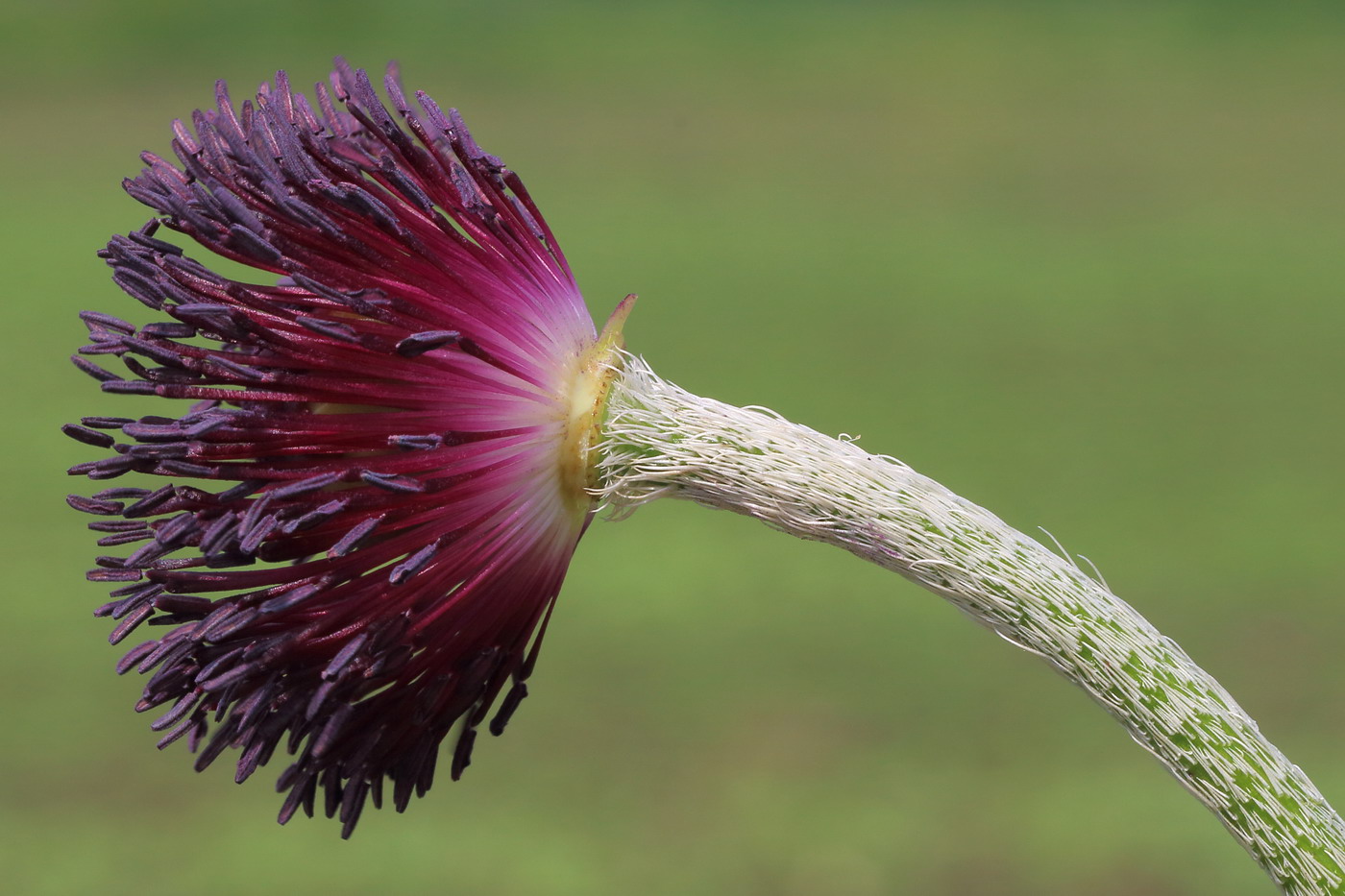 Изображение особи Papaver orientale.