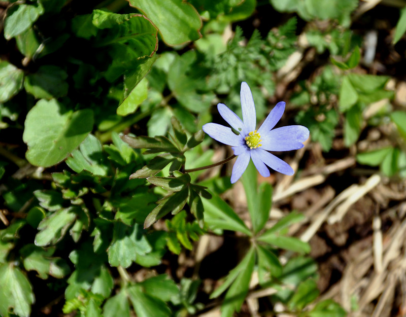 Изображение особи Anemone caucasica.