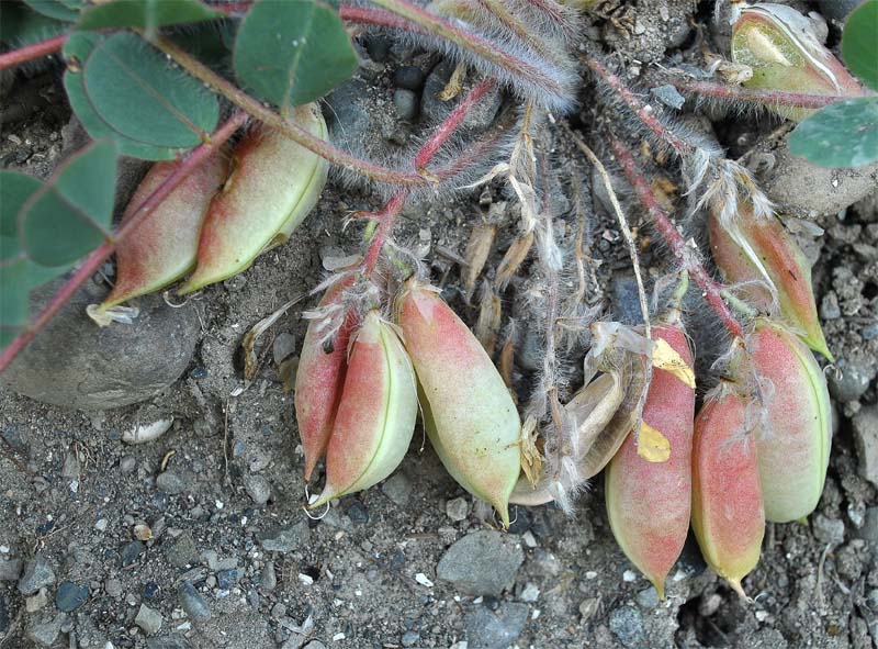 Image of Astragalus fabaceus specimen.