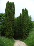 Thuja occidentalis. Взрослые деревья (пирамидальная форма). Ставропольский край, г. Кисловодск, парк, в посадках (43°53′52,14″ с.ш., 42°43′47,19″ в.д.). 29.05.2014.