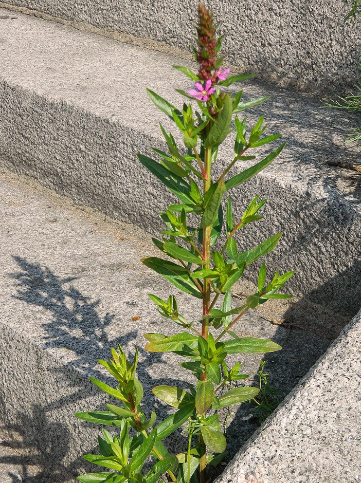 Image of Lythrum salicaria specimen.