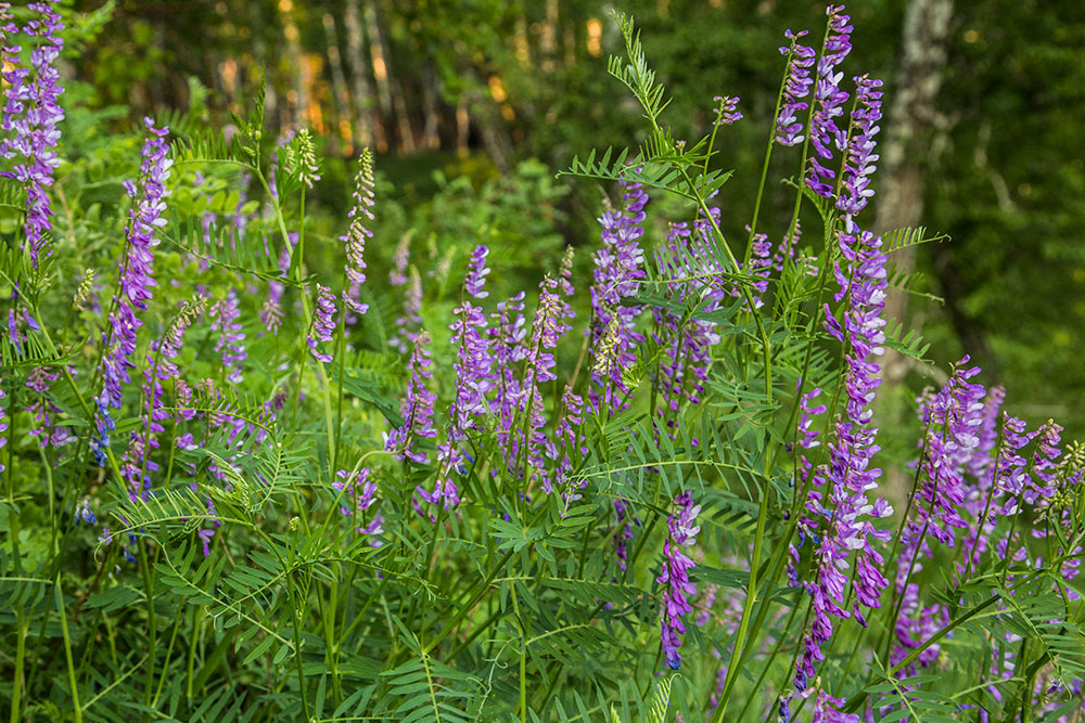 Изображение особи Vicia tenuifolia.