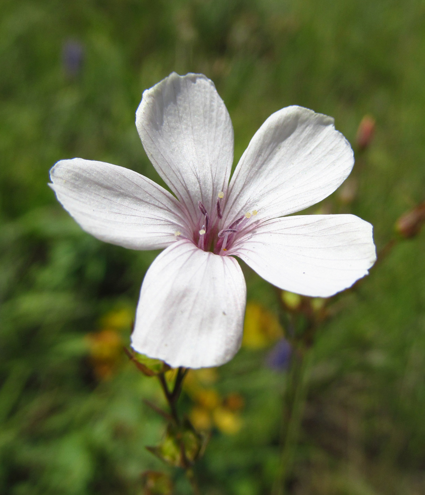 Image of Linum tenuifolium specimen.