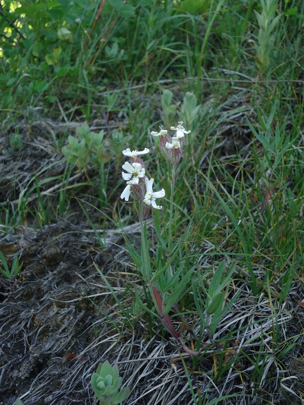 Изображение особи Silene amoena.