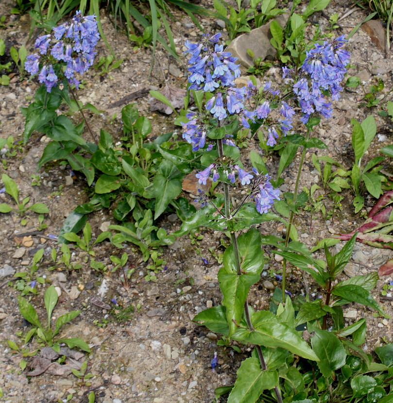 Изображение особи род Penstemon.