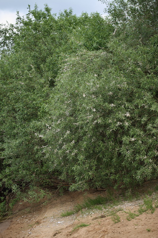 Image of Salix viminalis specimen.