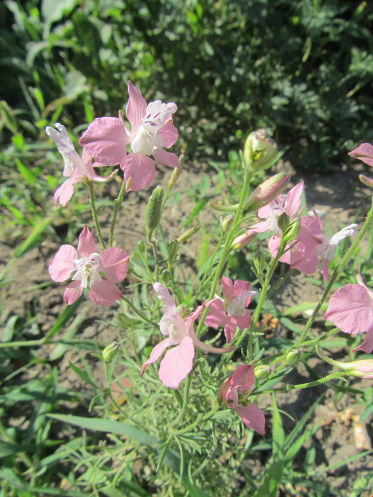 Image of Delphinium hispanicum specimen.