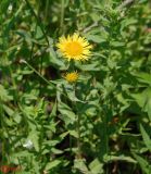 Inula britannica