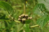 Eleutherococcus sessiliflorus. Соцветия. Приморский край, Уссурийский р-н, окр. с. Монакино, пойма ручья Бассейка. 19.07.2014.