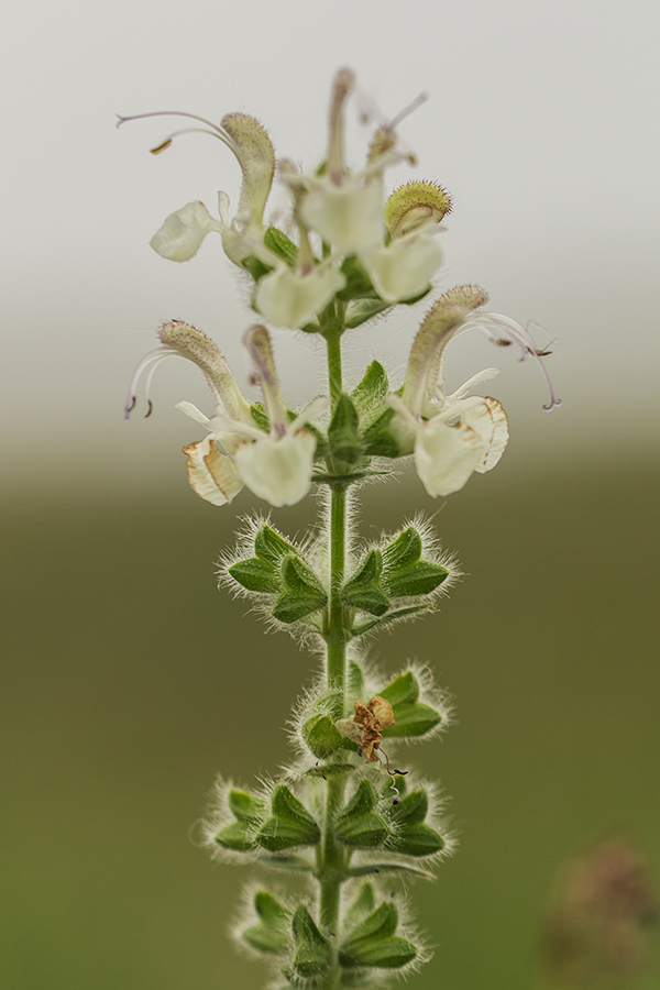 Image of Salvia revelata specimen.