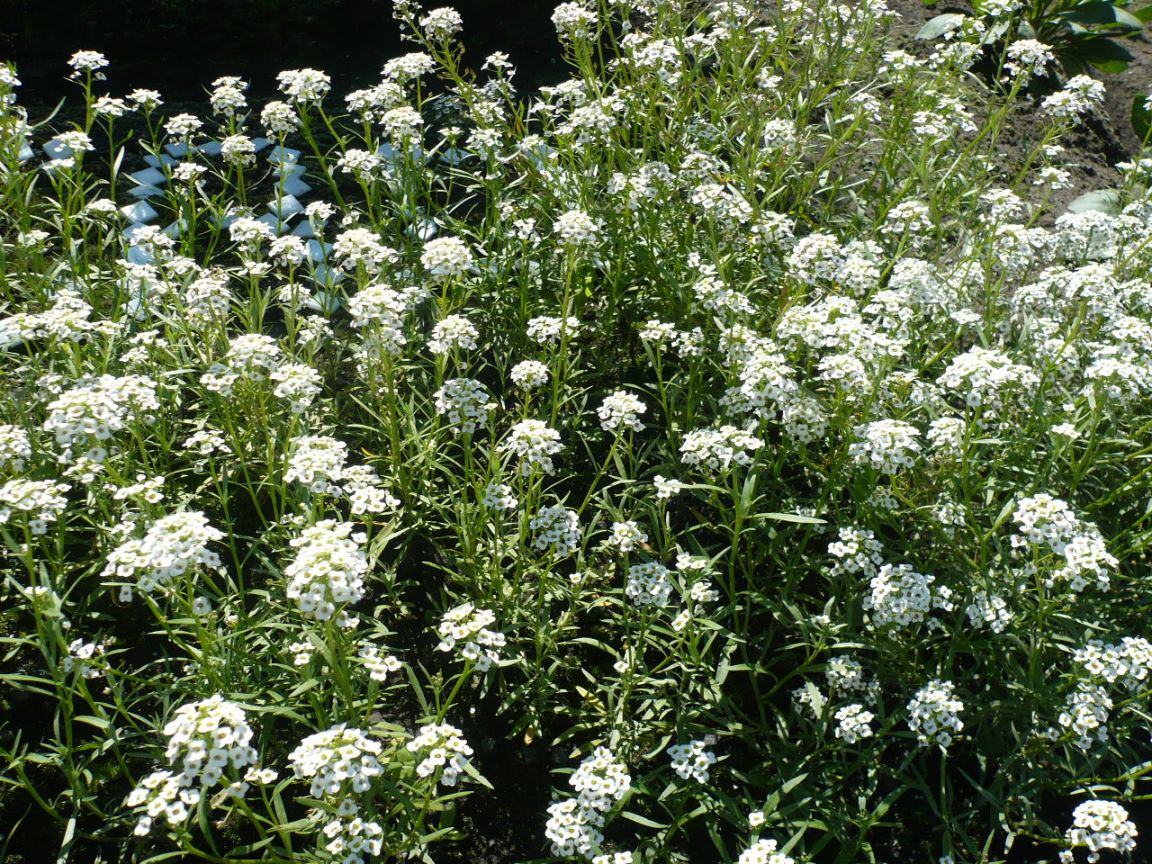 Image of Lobularia maritima specimen.