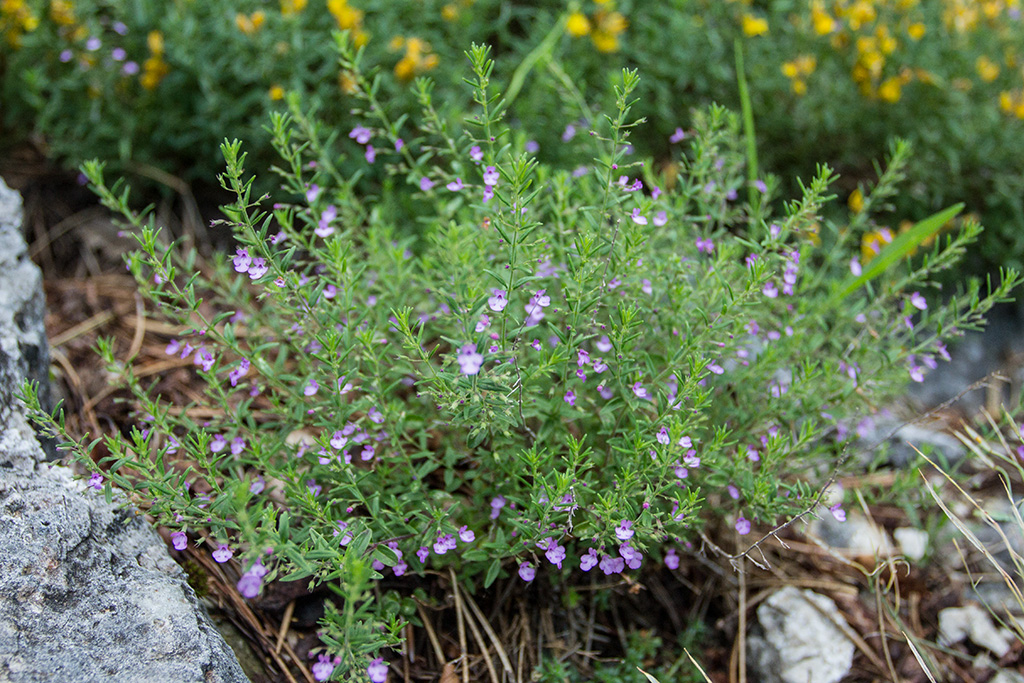 Image of Micromeria parviflora specimen.