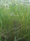 Poa angustifolia