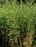 Lythrum salicaria. Вегетирующие растения. Германия, г. Дюссельдорф, Ботанический сад университета. 03.07.2014.