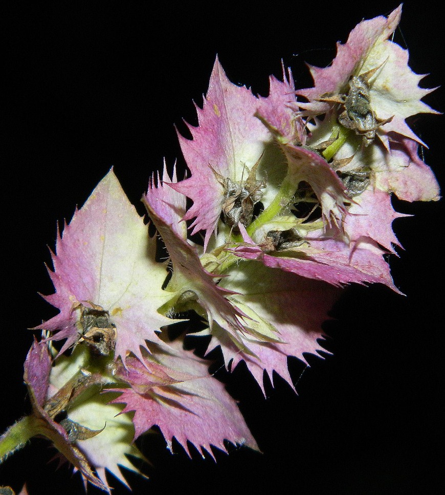 Image of Melampyrum nemorosum specimen.