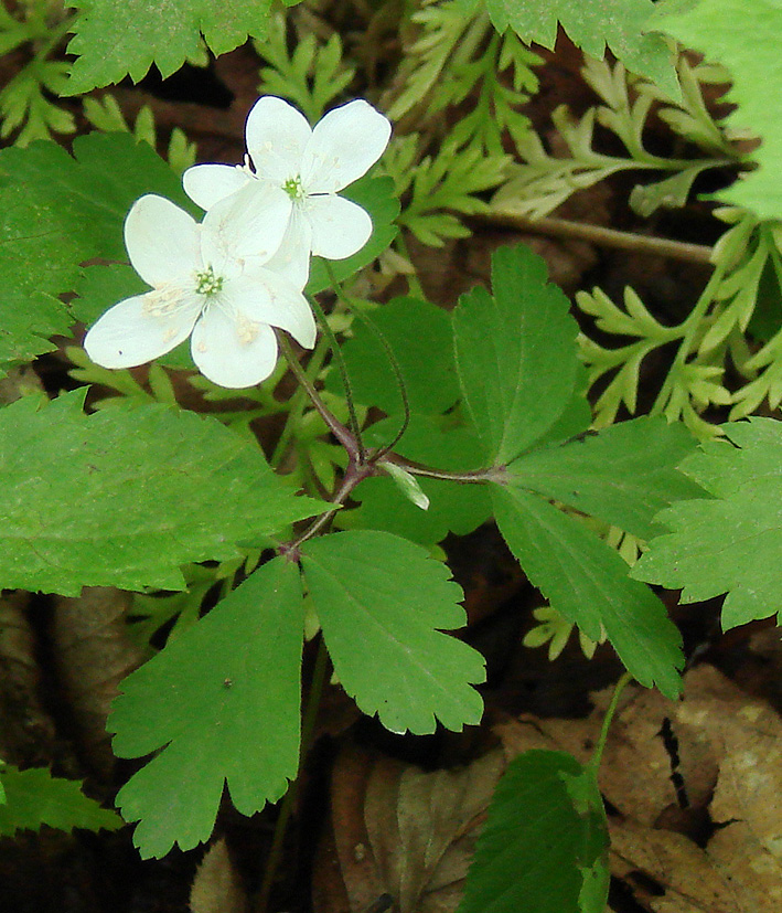 Image of Anemone extremiorientalis specimen.