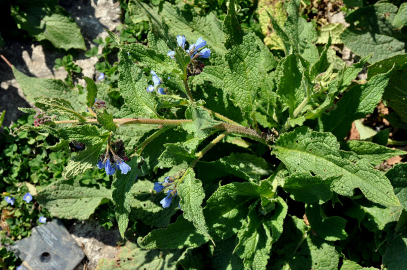 Изображение особи Symphytum asperum.