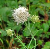 Scabiosa ochroleuca. Побег с соцветием. Юг Красноярского края, окрестности г. Минусинск. Июль 2009 г.