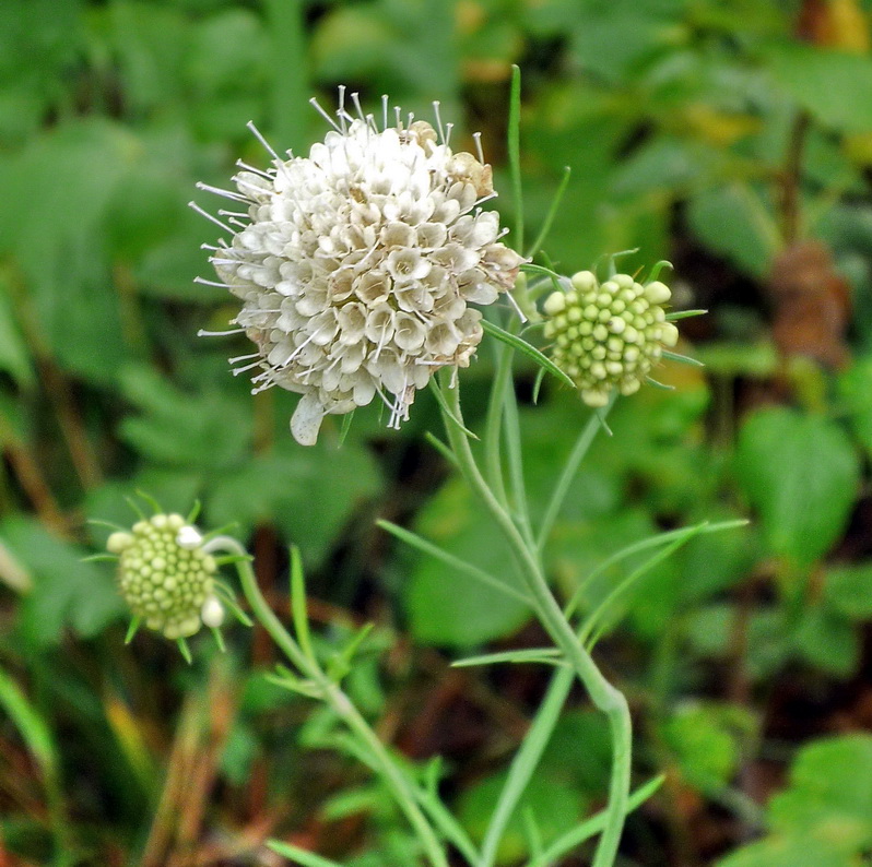 Изображение особи Scabiosa ochroleuca.