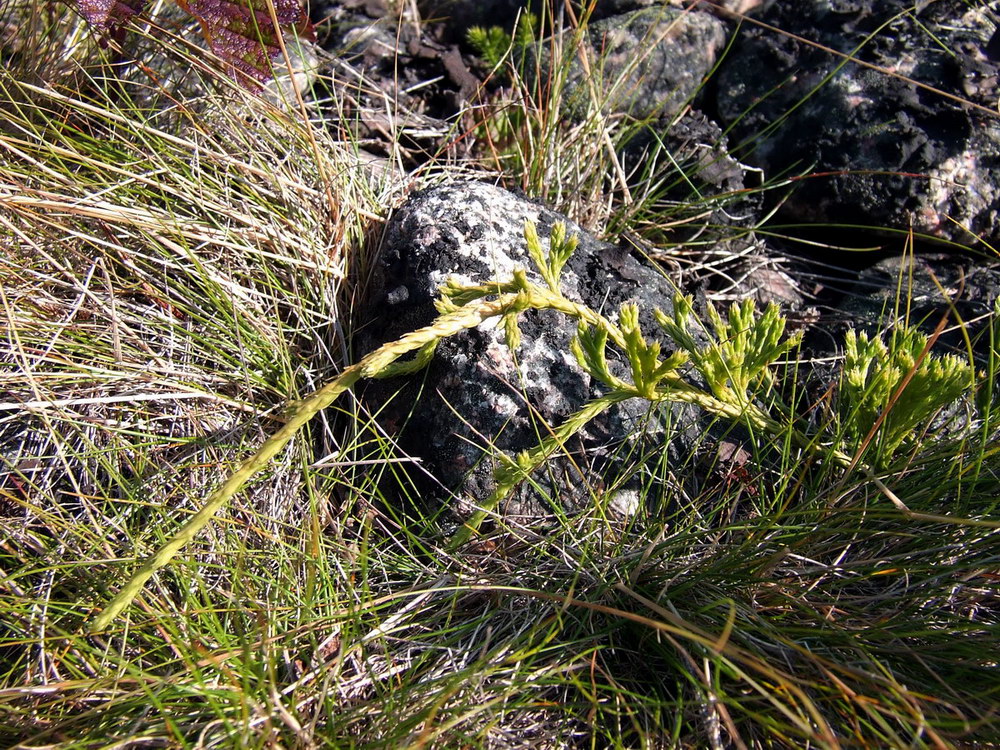 Image of genus Diphasiastrum specimen.