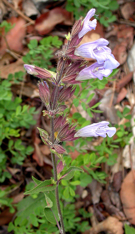 Изображение особи Salvia tomentosa.