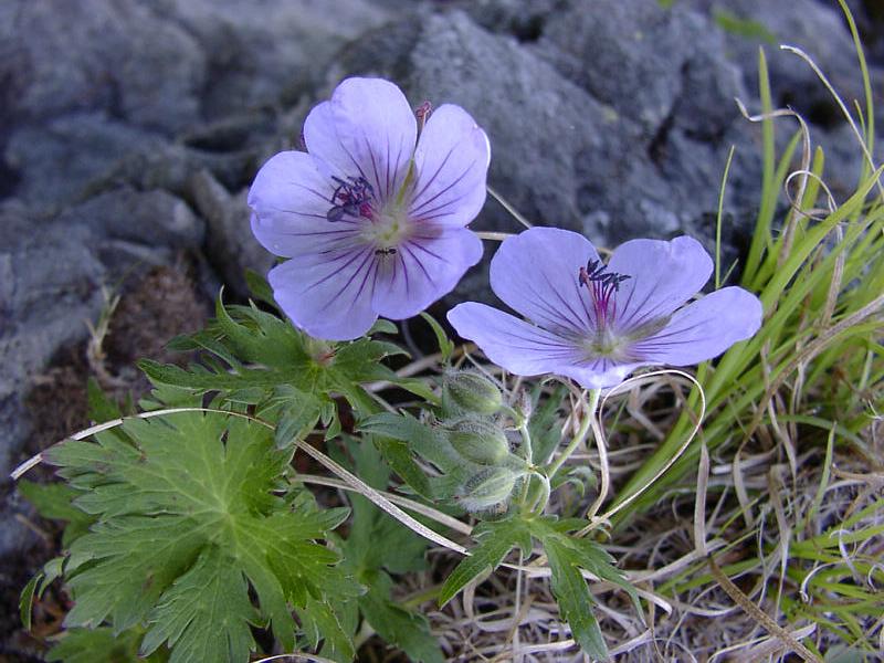 Изображение особи Geranium erianthum.