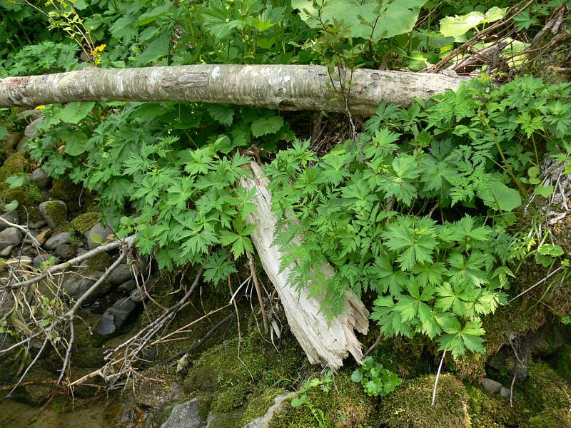 Изображение особи Trollius riederianus.