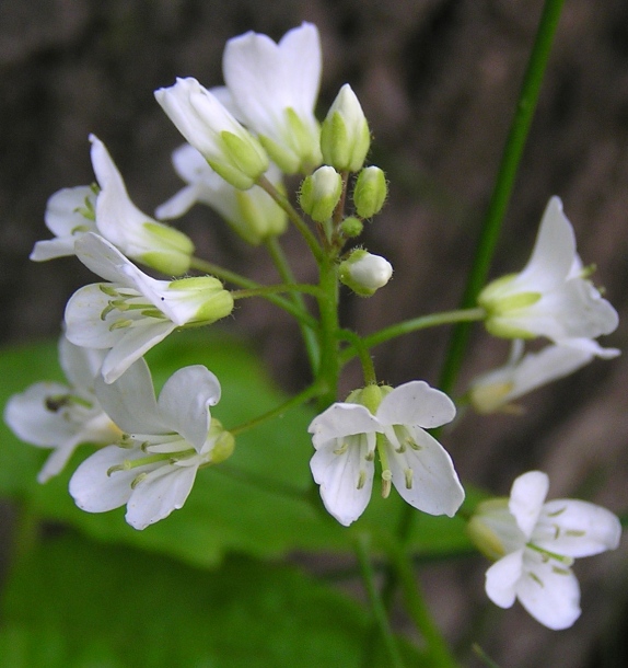 Image of Cardamine leucantha specimen.