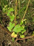 Image of taxon representative. Author is Александр Эбель