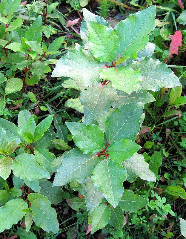 Изображение особи Populus laurifolia.