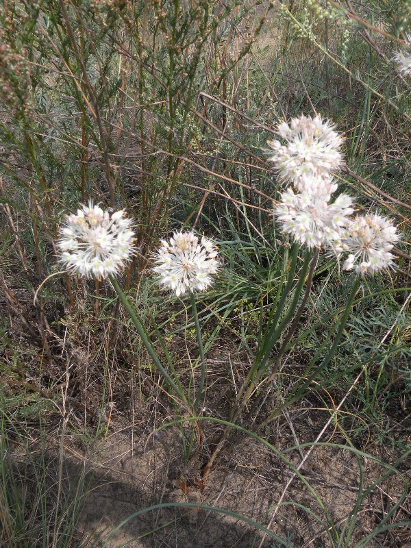 Image of Allium savranicum specimen.