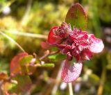 Chamaedaphne calyculata