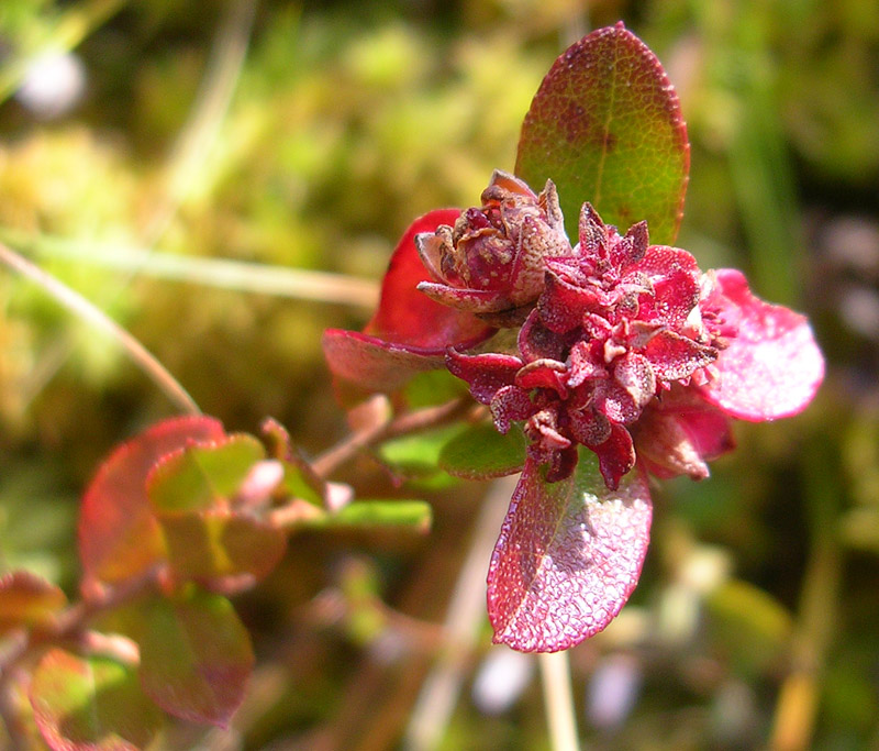 Изображение особи Chamaedaphne calyculata.