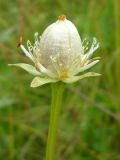 Parnassia palustris. Невскрывшийся плод-коробочка. Архангельская обл., Вельский р-н. 12 августа 2009 г.