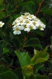 Spiraea trilobata. Побег с соцветием. Алтайский край, Краснощековский р-н, с. Тигирек. 6 июня 2008 г.