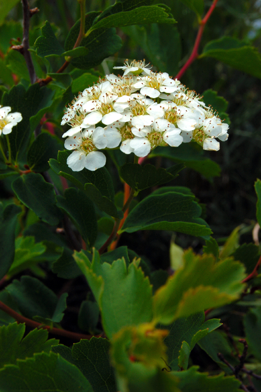 Изображение особи Spiraea trilobata.