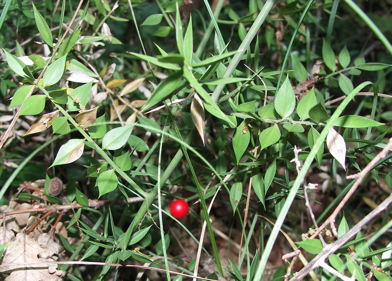 Изображение особи Ruscus aculeatus.