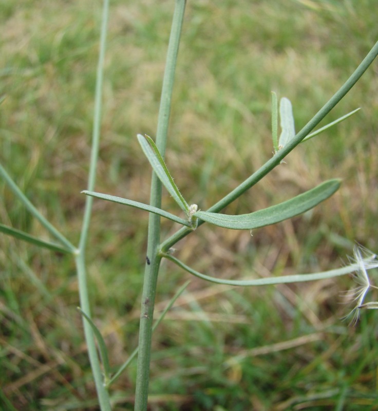 Изображение особи Chondrilla graminea.