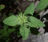 Clinopodium integerrimum