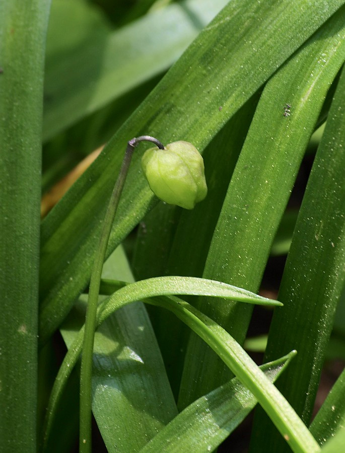 Изображение особи Scilla siberica.