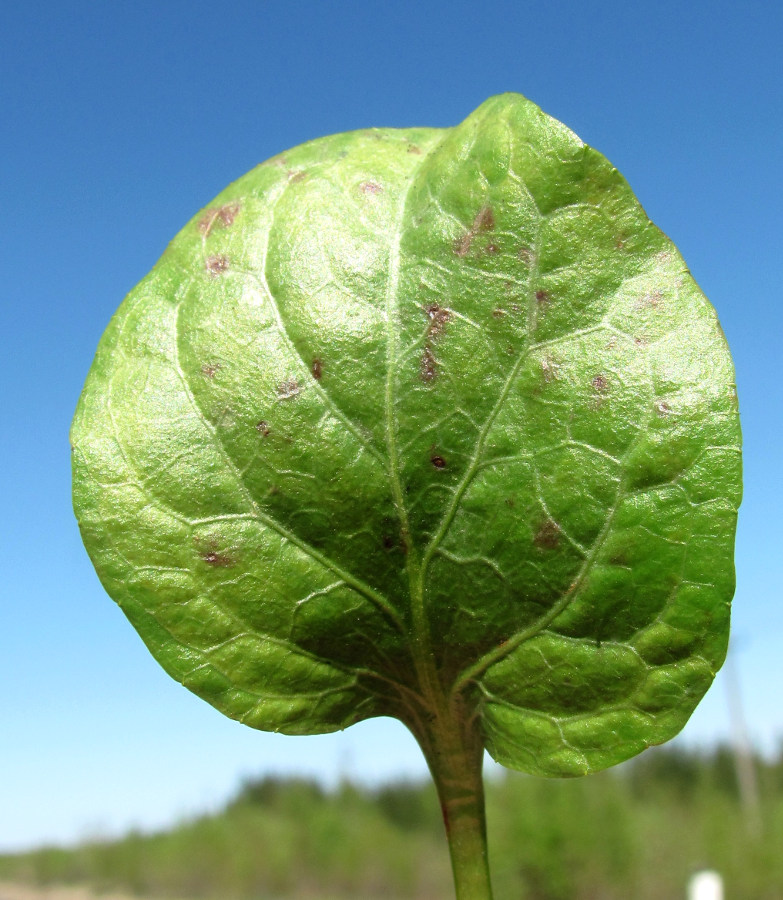 Image of Pyrola rotundifolia specimen.