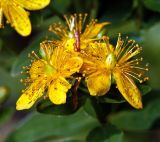 Hypericum maculatum. Цветки. Московская обл., Раменский р-н, окр. ж.-д. платформы Хрипань, просека под ЛЭП. 03.07.2015.