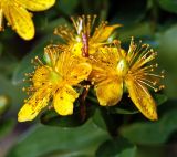 Hypericum maculatum