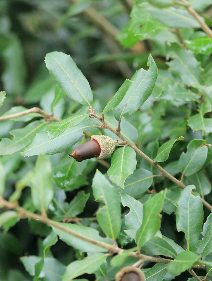 Изображение особи Quercus coccifera.